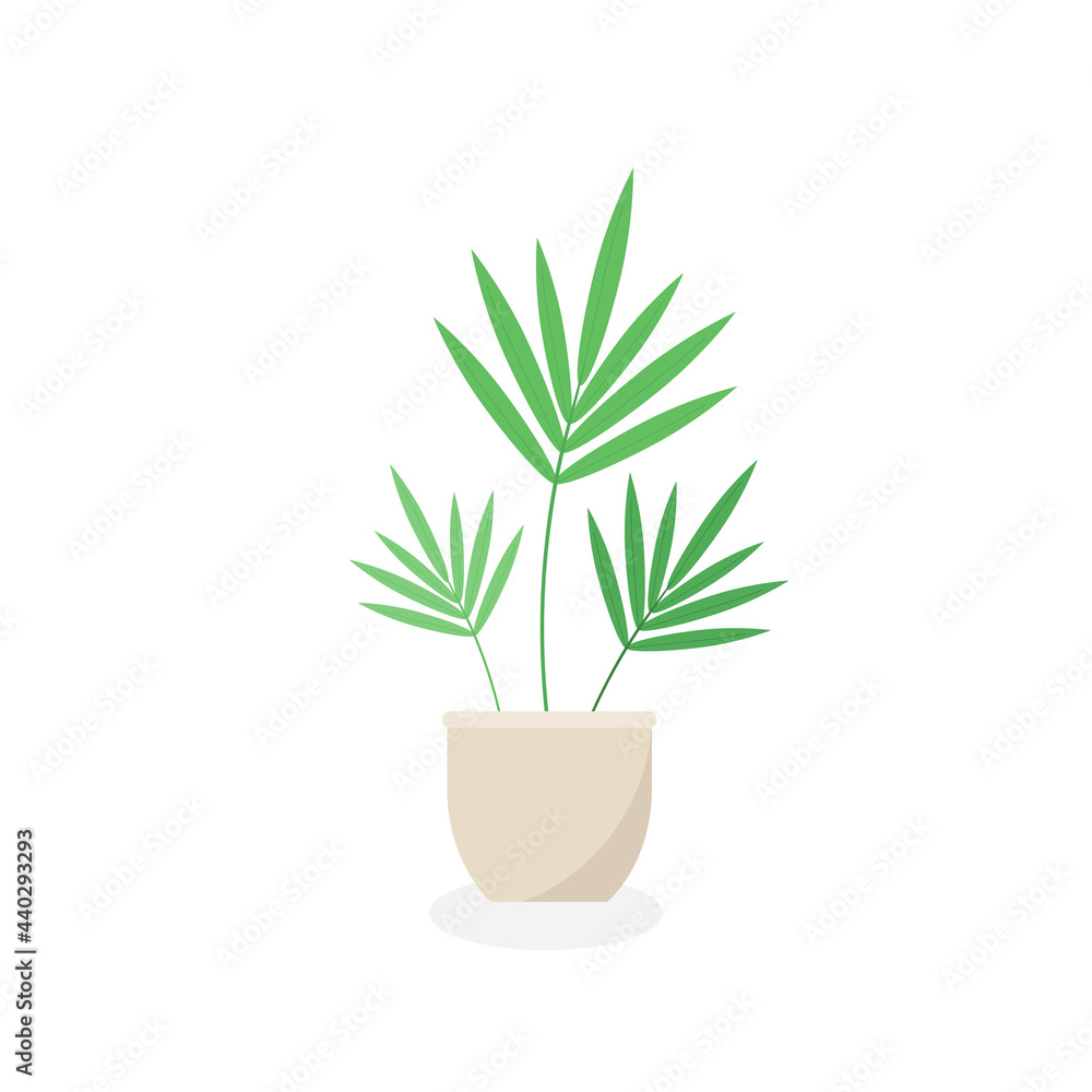 This is a houseplant on a white background. This is a houseplant on a white background.