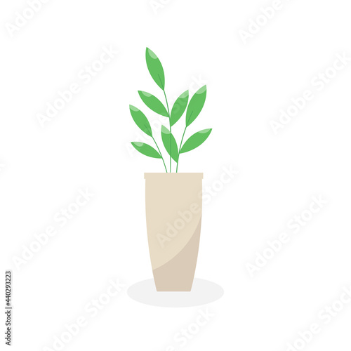 This is a houseplant isolated on a white background.