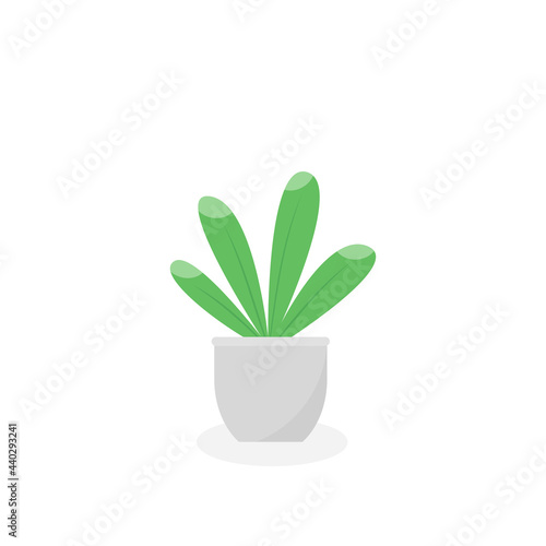This is a houseplant isolated on a white background.