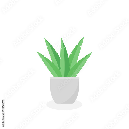 This is a houseplant isolated on a white background.
