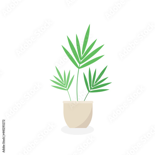 This is a houseplant isolated on a white background.