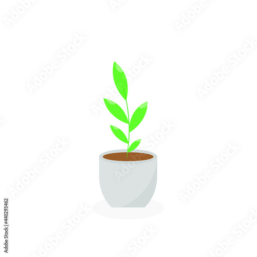 This is a houseplant isolated on a white background.