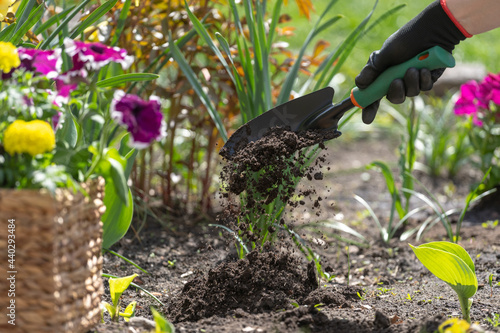 Woman gardener in gloves pouring soil in ground
