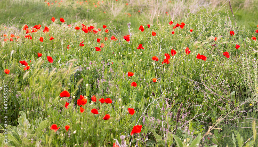 Beautiful red poppy flowers field in Zaragoza, Spain