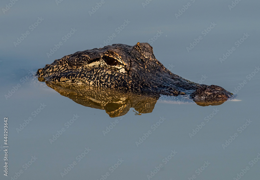 Obraz premium Alligator