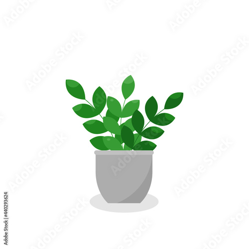 This is a houseplant isolated on a white background.