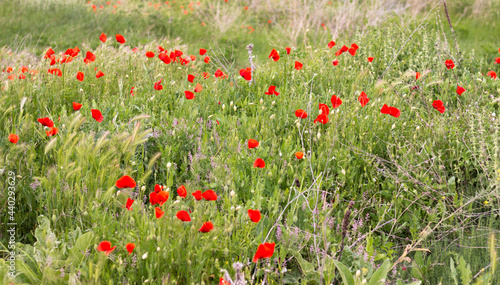Beautiful red poppy flowers field in Zaragoza  Spain