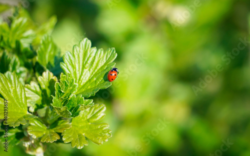 Small red ladybug on a green currant leaf. Green natural background. Close up of an insect. Red beetle with dots.
