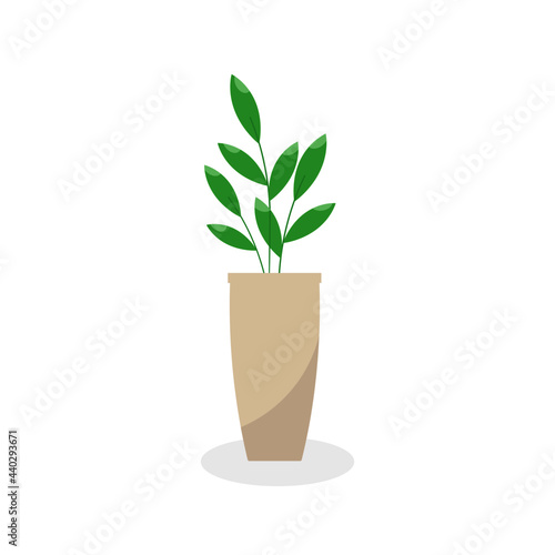 This is a houseplant isolated on a white background.