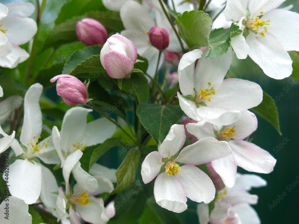 Obraz premium young apple tree blooms with large white-pink flowers in the spring