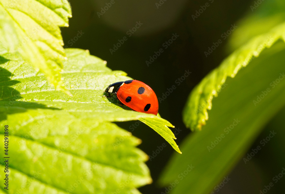 Fototapeta premium Small red ladybug on a green currant leaf. Green natural background. Close up of an insect. Red beetle with dots.