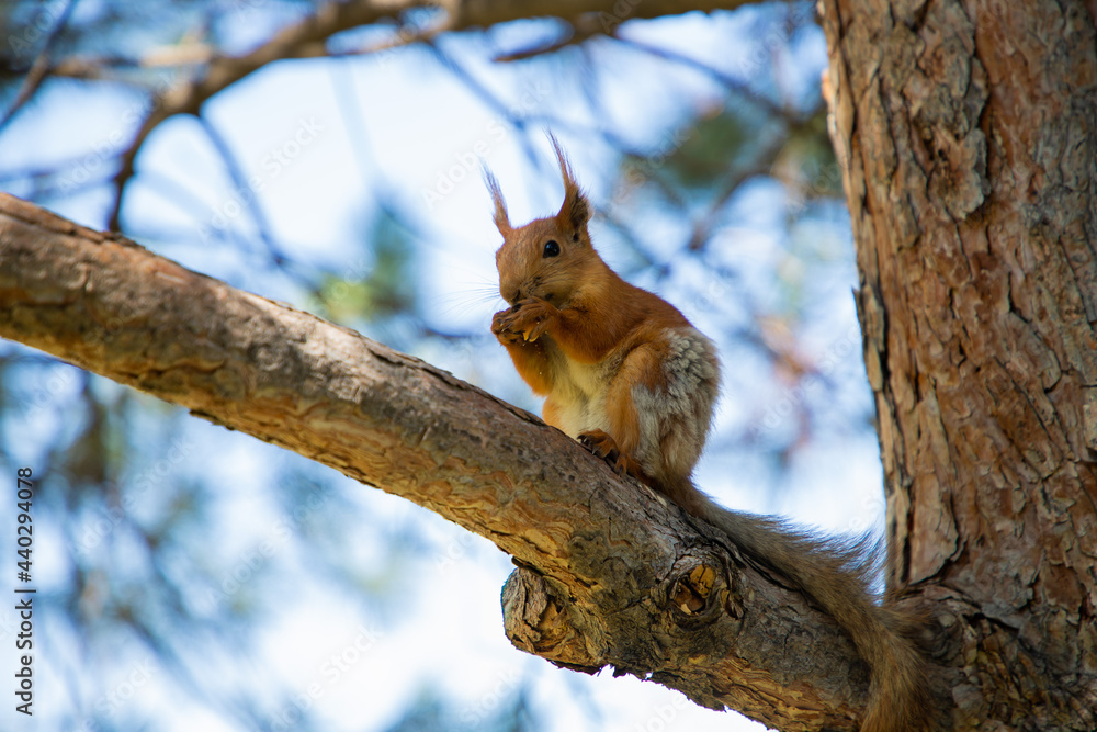 The squirrel sits on a tree and eats cookies.
