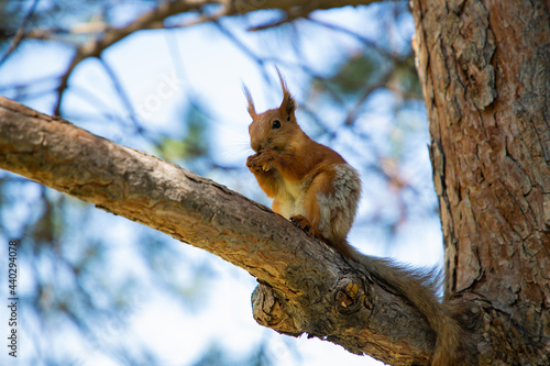 The squirrel sits on a tree and eats cookies.
