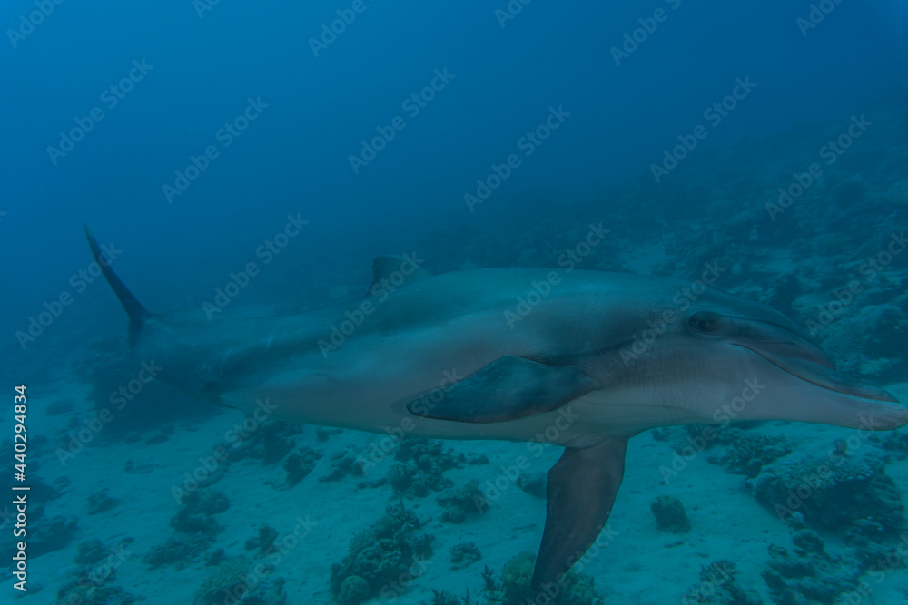 Fototapeta premium Dolphin swimming in the Red Sea, Eilat Israel 