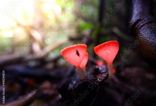 Φωτογραφία Red cup mushroom or fungi kingdom