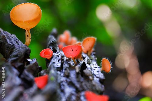 Фотография Red cup mushroom or fungi kingdom