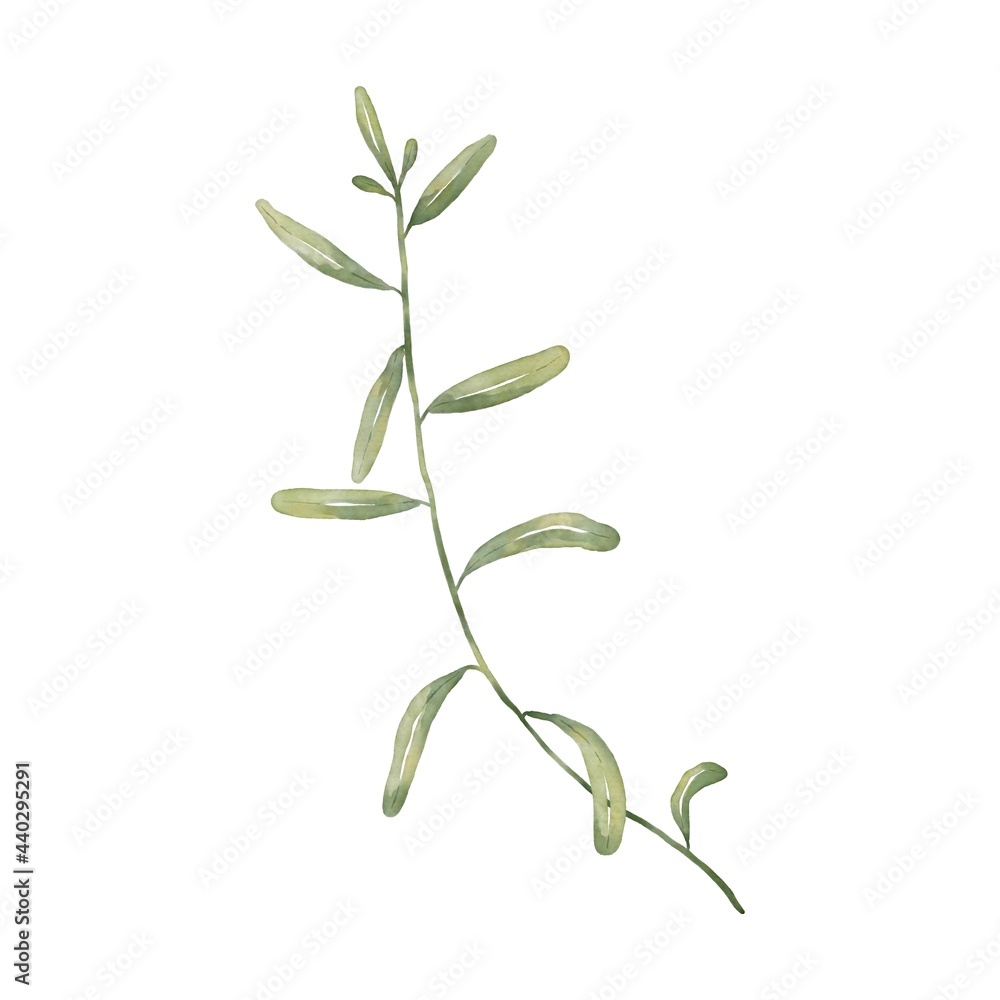 Illustration of an isolated plant