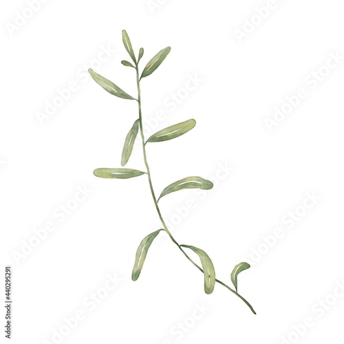 Illustration of an isolated plant