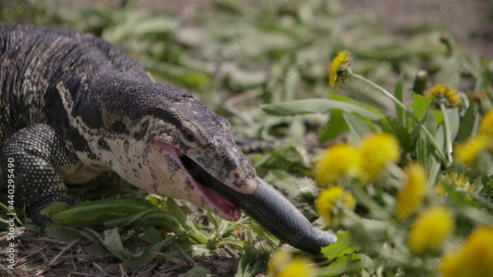 Asian water monitor swallowing a fish in the wild Asian water monitor swallowing a fish in the wild