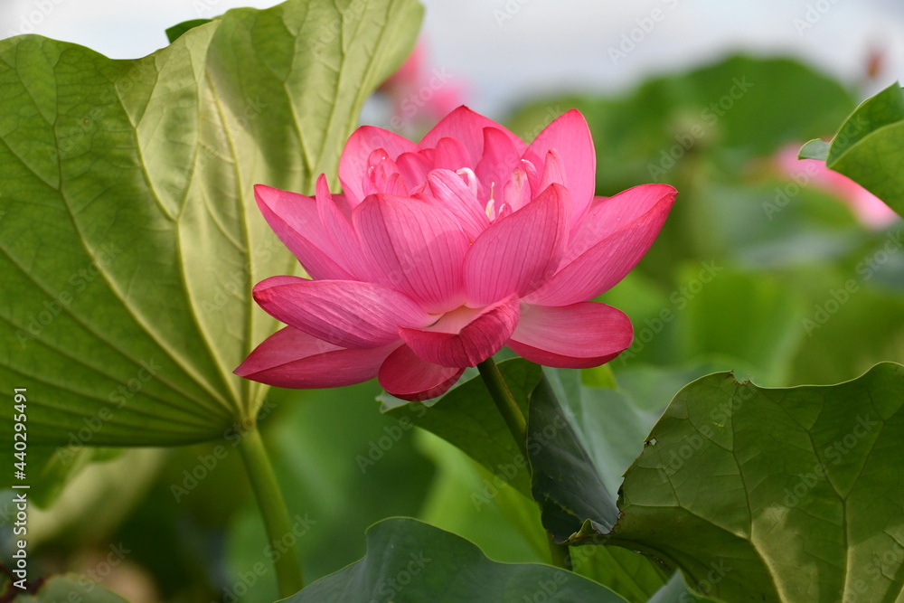 立田村のピンクの蓮の花