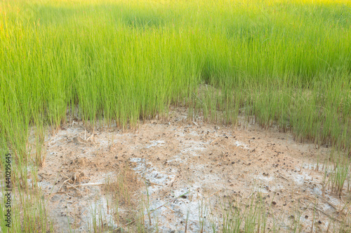 grass and saline soil