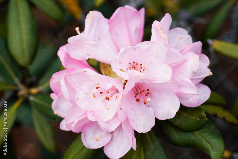 Rhododendron. Close up of the plant. Large pink flowers. Rhododendron. Close up of the plant. Large pink flowers.