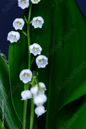 Close-up of many lily of the valley flowers. Photo taken in artificial, soft light.