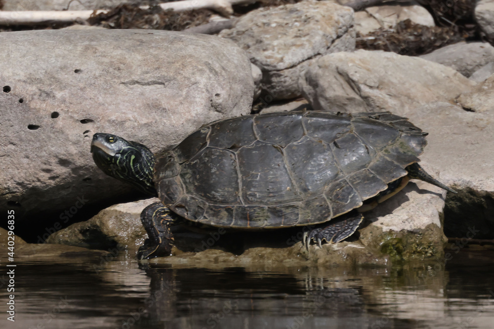 Northern Map Turtles, single and in a group, on a rocky shoreline on a river on a bright summer day
Northern Map Turtles, single and in a group, on a rocky shoreline on a river on a bright summer day