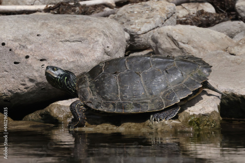 Northern Map Turtles, single and in a group, on a rocky shoreline on a river on a bright summer day 