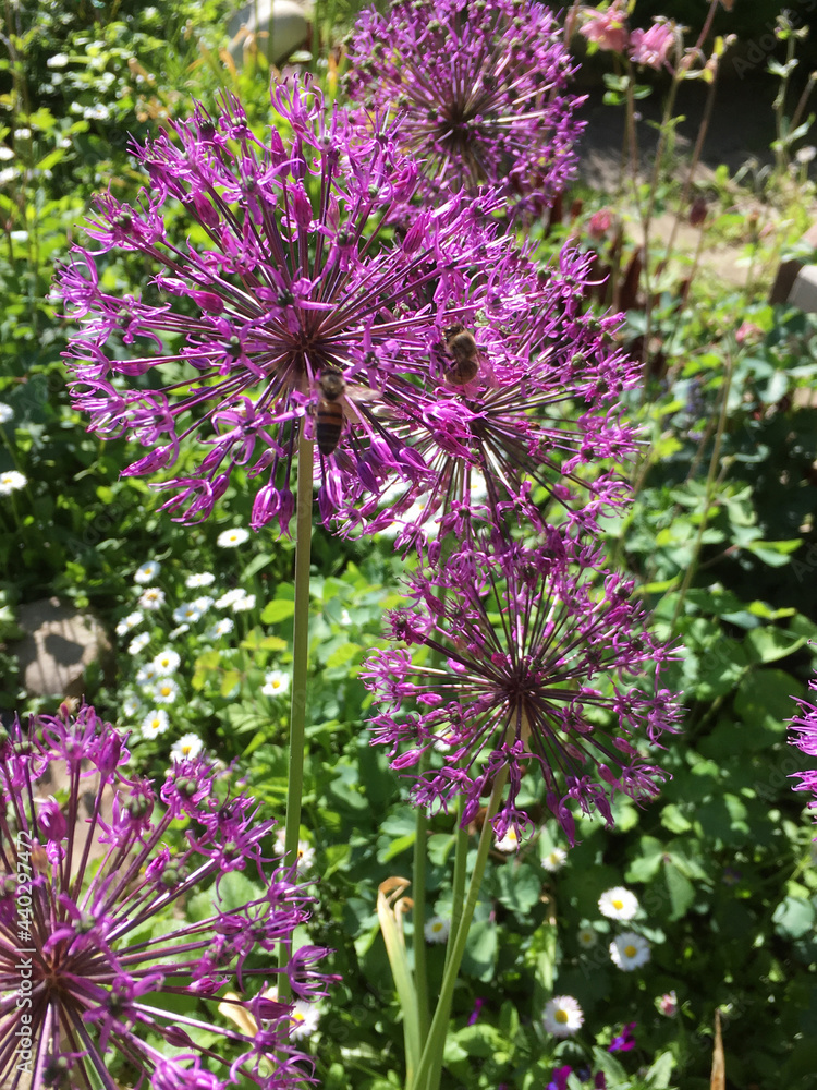 Obraz premium Blooming leeks in the sun