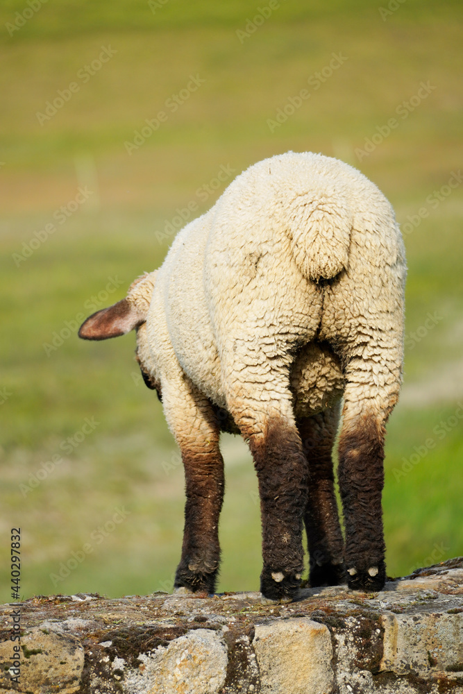 Obraz premium Sheep on a green meadow. Grazing animal with light wool.