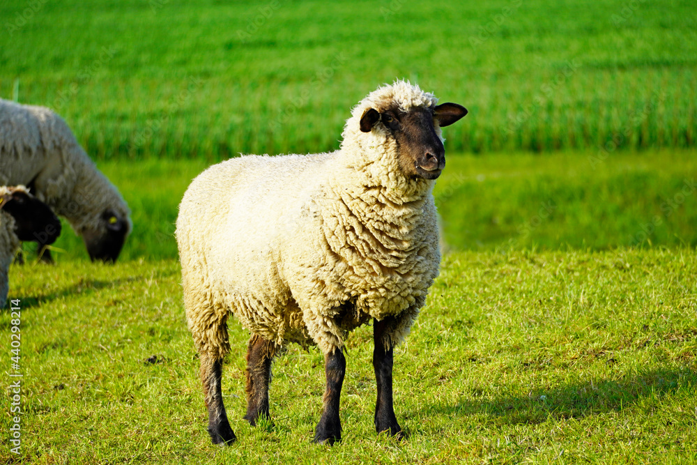 Sheep on a green meadow. Grazing animal with light wool. Sheep on a green meadow. Grazing animal with light wool.
