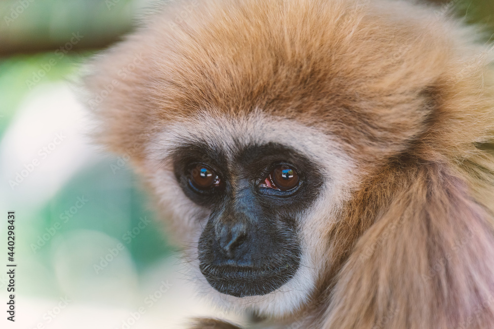Fototapeta premium Close up look of a white ape