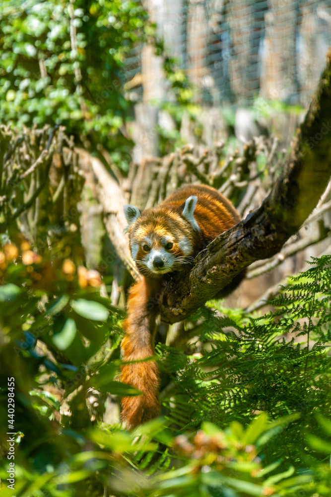 A red panda laying on a tree A red panda laying on a tree