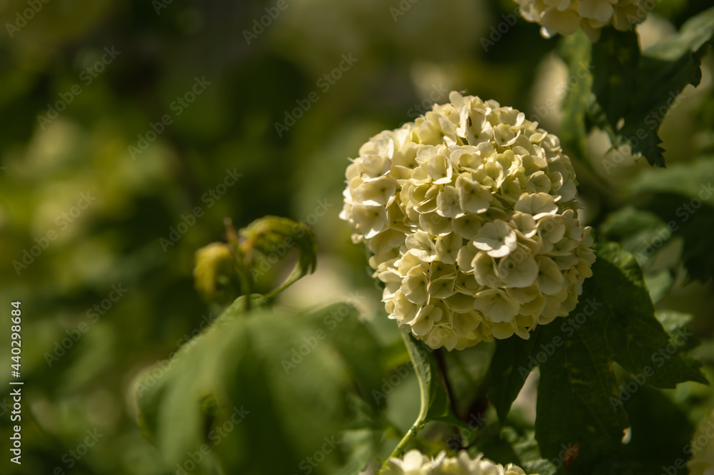 flowers in the garden
viburnum buldenezh flowers in the garden
viburnum buldenezh