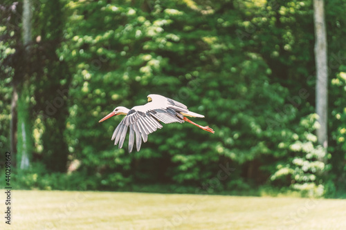 Action photography of a flying stork photo