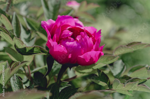 Wallpaper Mural pink pion bud in garden Torontodigital.ca