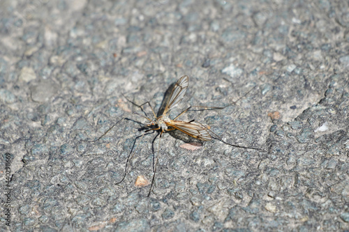 Midge is sitting on the asphalt. Close up of the insect on a gray background. Tipulidae. Mosquito. Gnat.