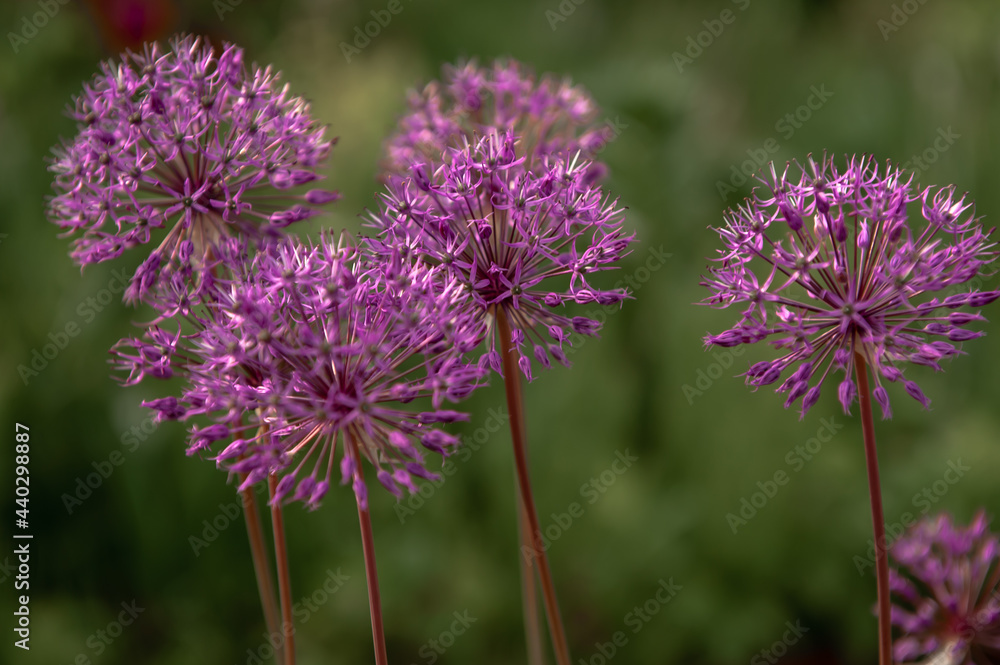 onion flower macro purple onion flower macro purple