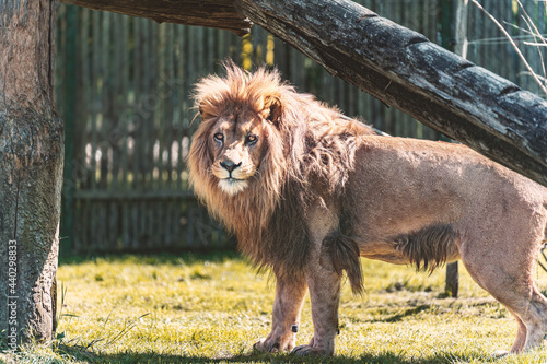 A lion looking at the photographer