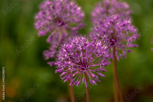 onion flowers macro purple