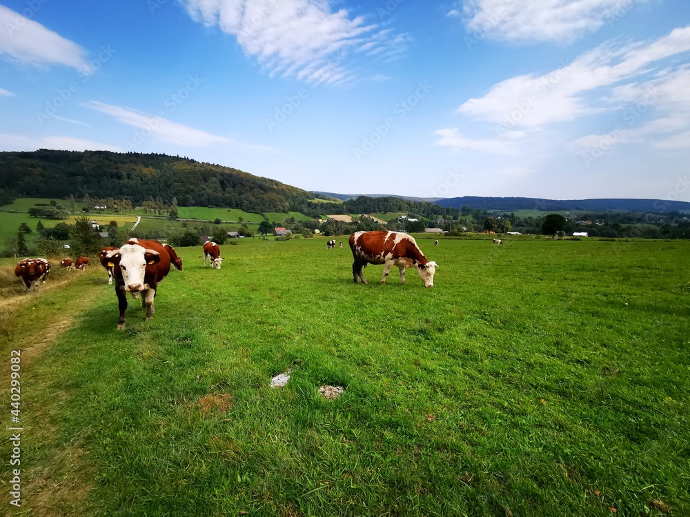 Cows grazing in the meadow. Blue sky in the background.