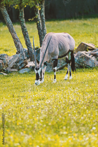 An oryx antelope eating grass