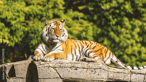 A tiger resting over a ruin