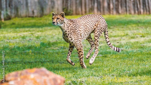 A cheetah running in a grass field