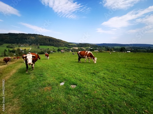 Cows grazing in the meadow. Blue sky in the background.