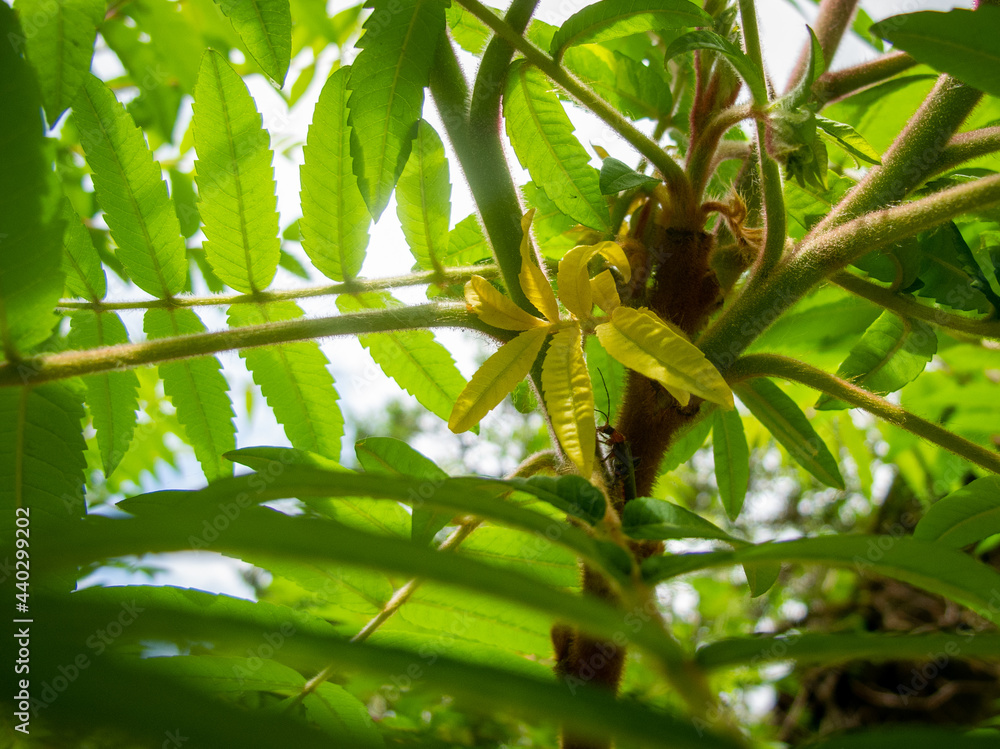 custom made wallpaper toronto digitalYellow flower on a tree with green leaves. Up view