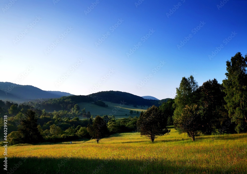 Lonely trees in a mountain glade. Flowery meadow Low Beskid.