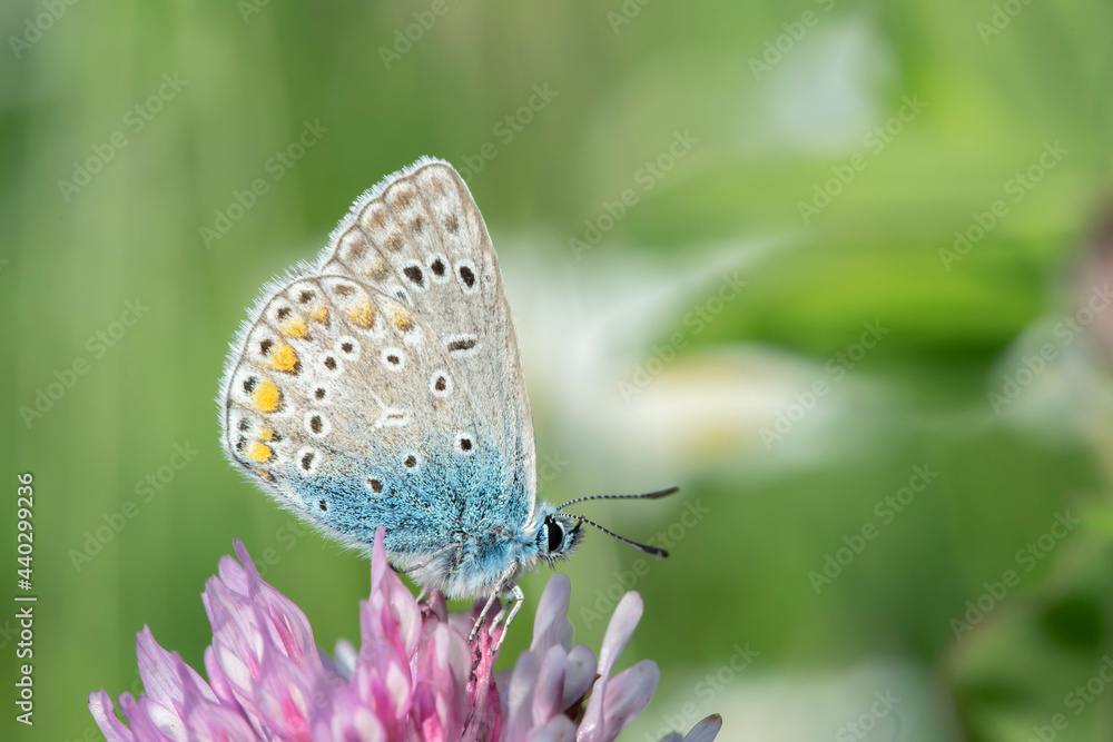 Male common blue butterfly (Polyommatus icarus) on a pink clover blossom. Male common blue butterfly (Polyommatus icarus) on a pink clover blossom.