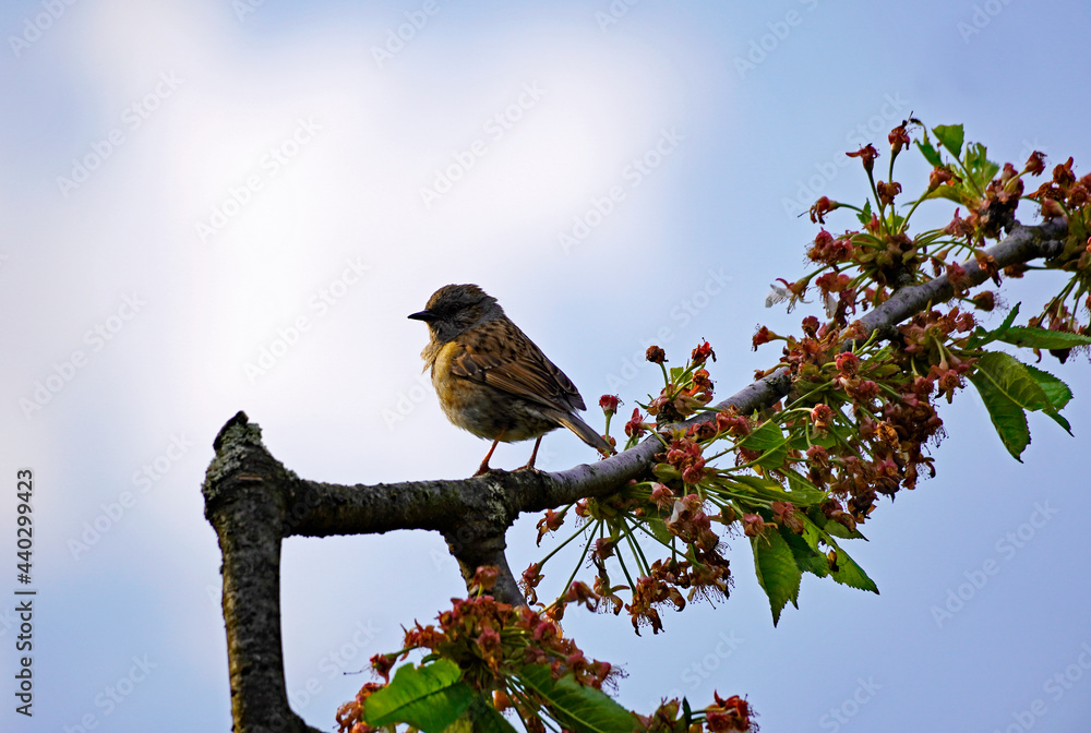 Obraz premium House sparrow sits on a branch in the cherry tree. Songbirds in Europe. Little sparrow in the tree.